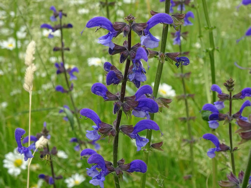 Wiesen-Salbei in voller Blüte auf der Wiese