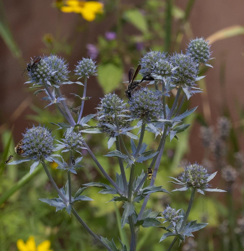 Flachblatt-Mannstreu mit Insektenbesuch