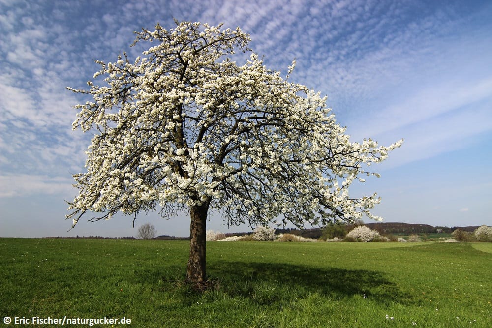 Vogel-Kirsche in voller Blüte auf Frühjahrswiese