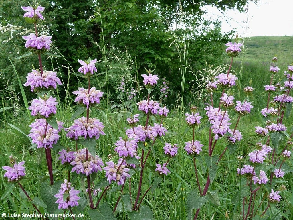 Knolliges Brandkraut in voller Blüte auf Wildwiese