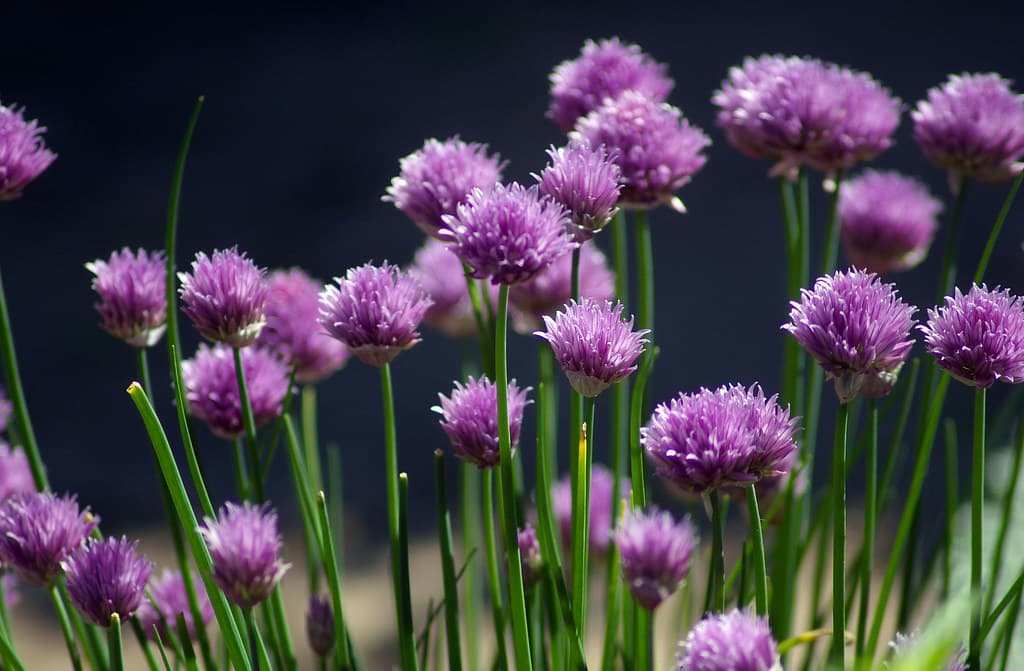 Schnittlauch in voller Blüte mit violetten Blütenköpfen