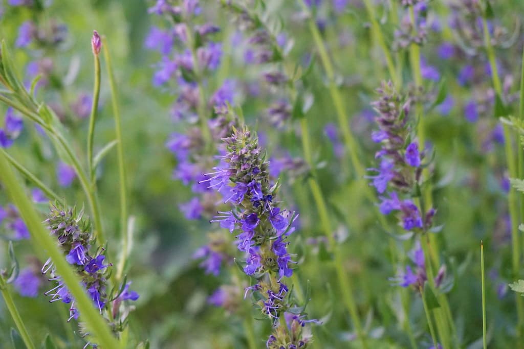Ysop in voller Blüte mit violetten Blütenähren