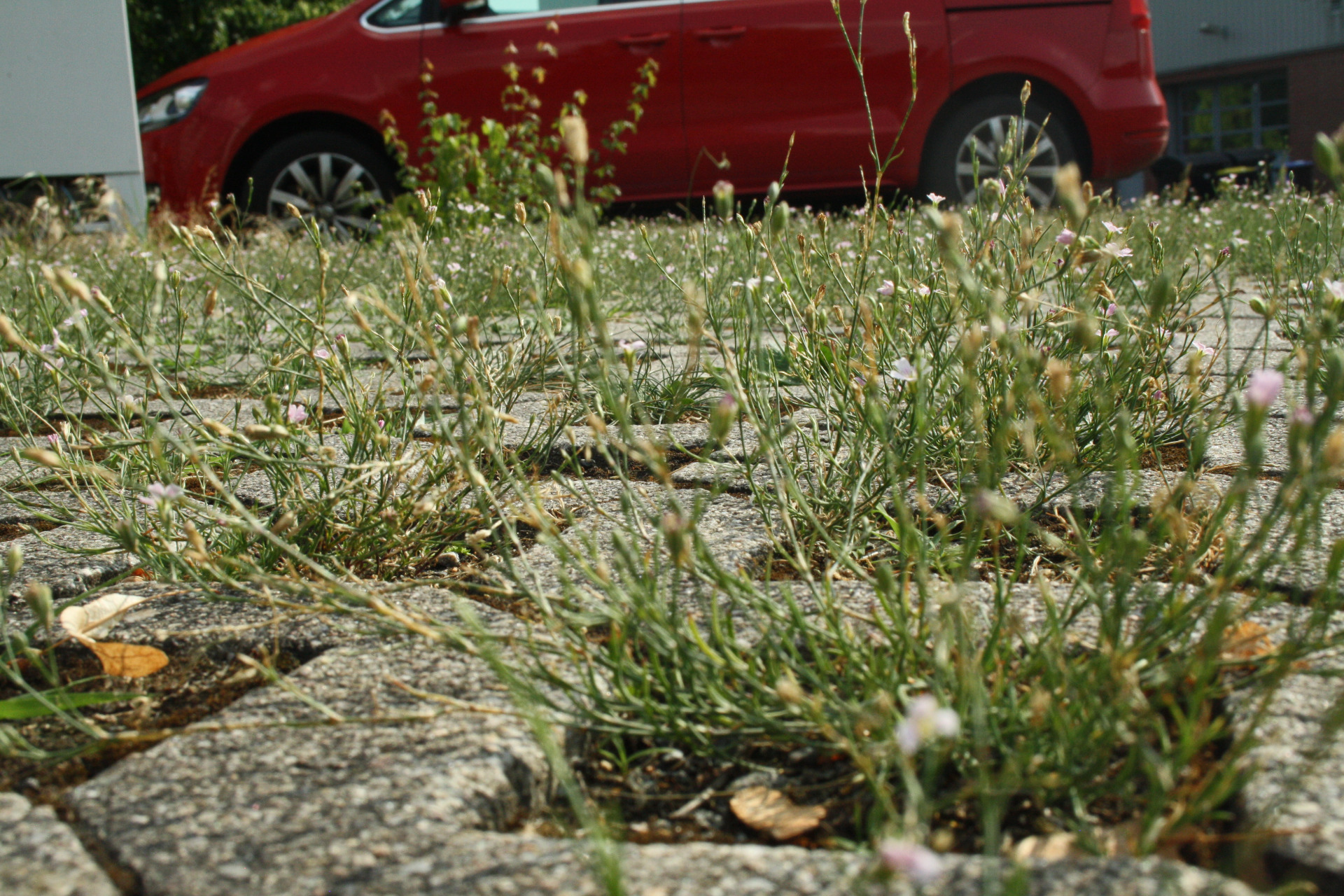 Fugenvegetation Auto