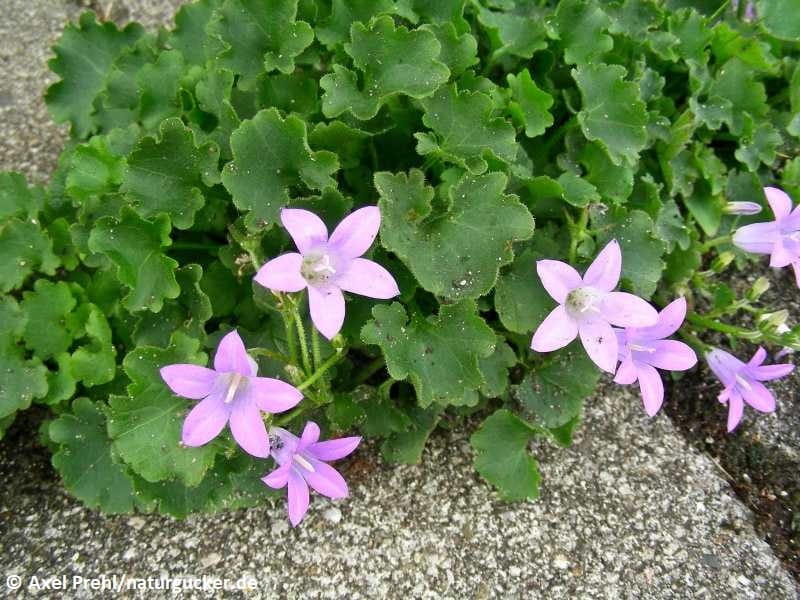 Dalmatinerpolsterglockenblume mit violetten Blüten