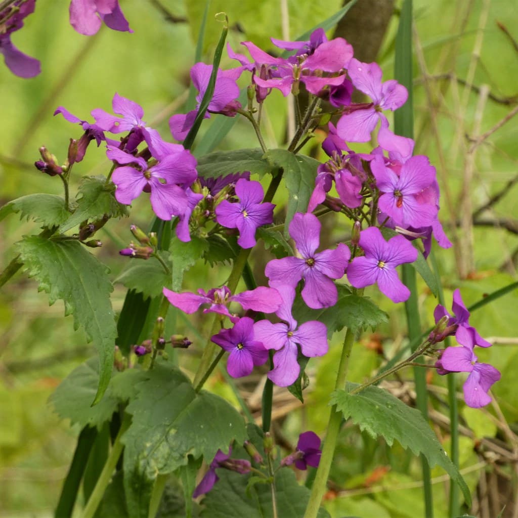 Einjähriges Silberblatt mit violetten Blüten
