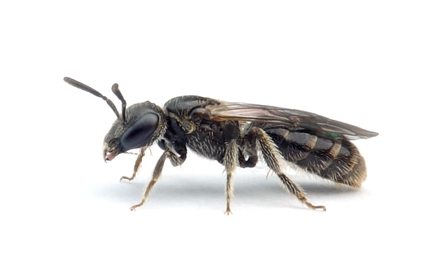 Lasioglossum lucidulum