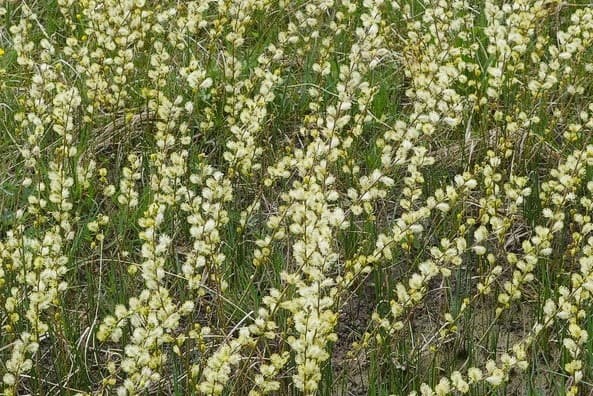 Kriech-Weide in voller Blüte mit weißen Kätzchen