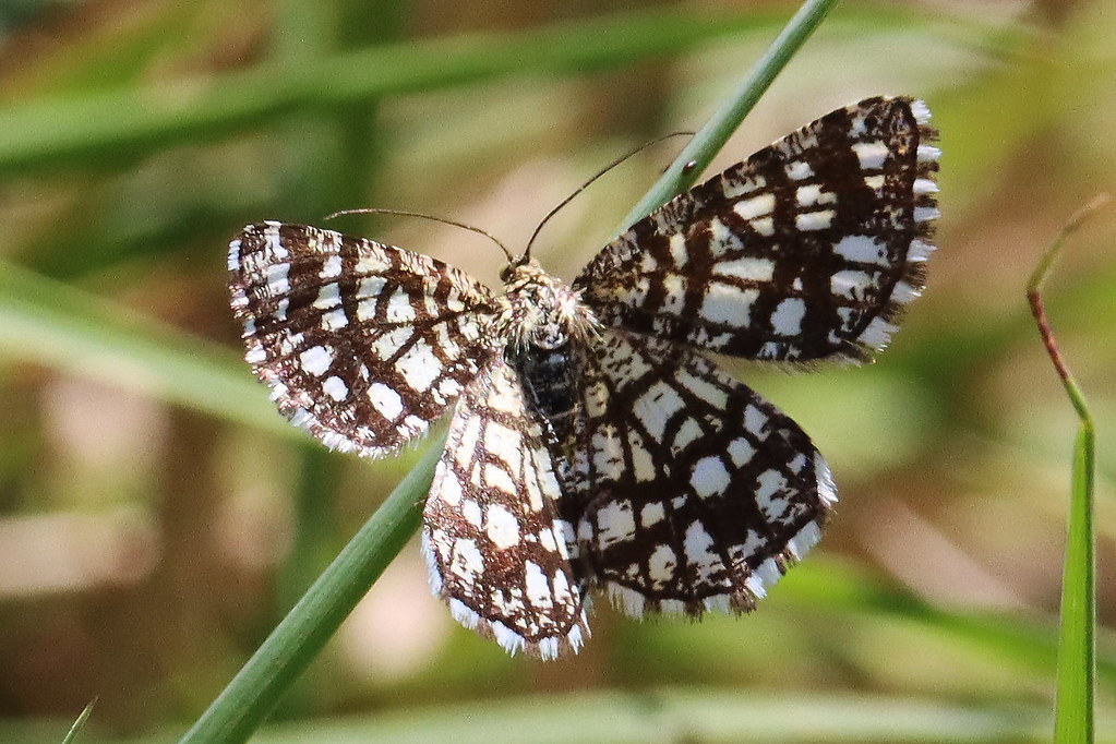 Chiasmia Clathrata