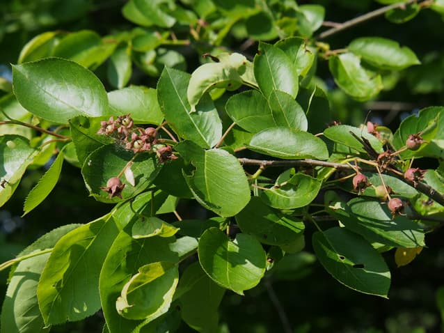 Gewoehnliche Felsenbirne Blatt