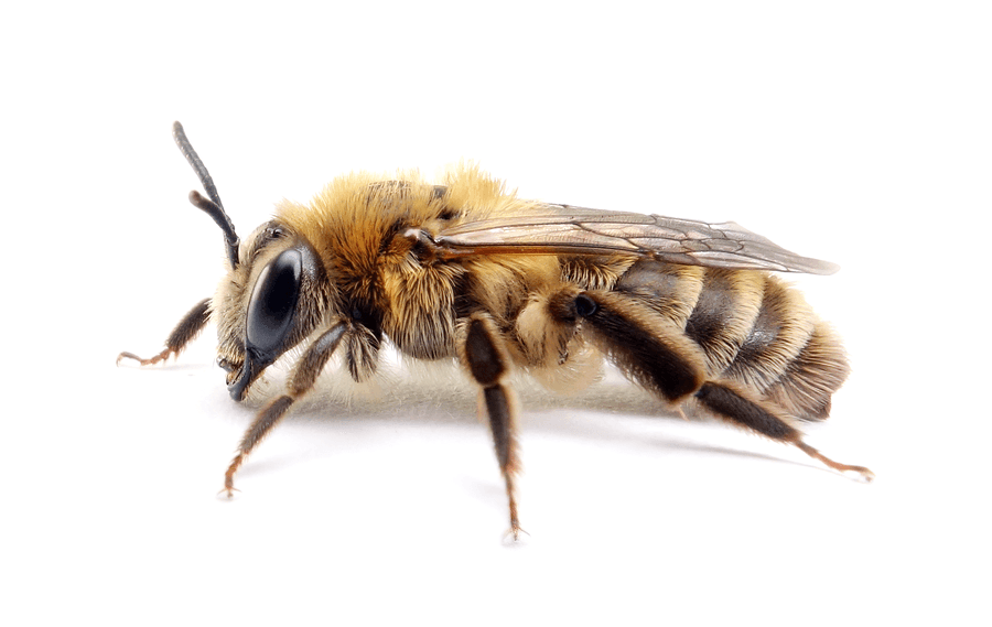 Andrena Fuscipes
