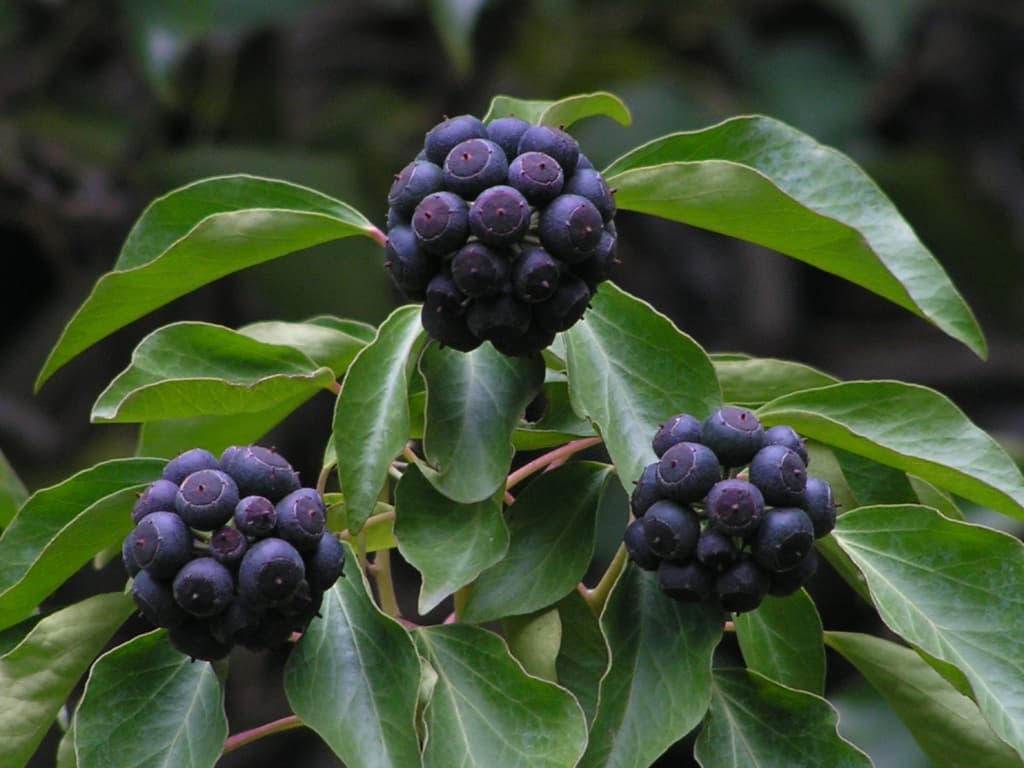 Efeu Frucht