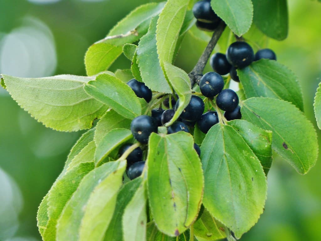 Echter Faulbaum Frucht