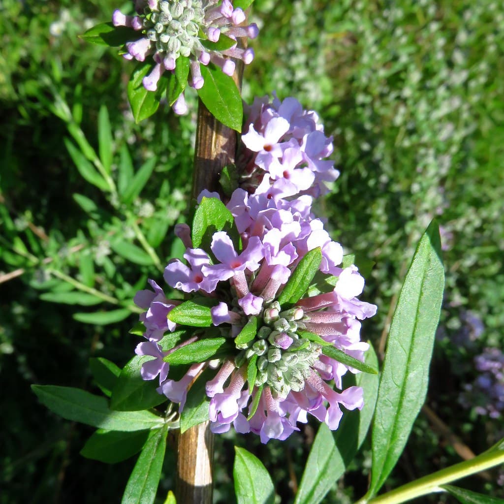 Wechselblaettriger Sommerflieder Blatt