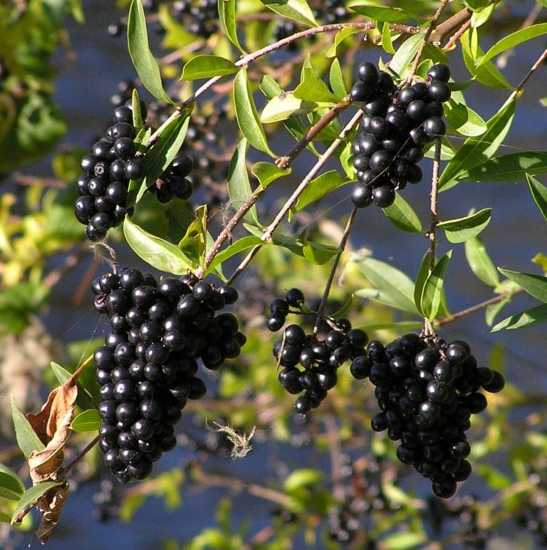 Gemeiner Liguster mit reifen schwarzen Beeren