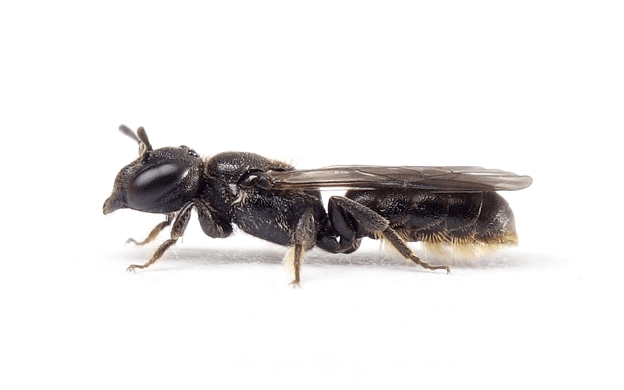 Chelostoma Campanularum