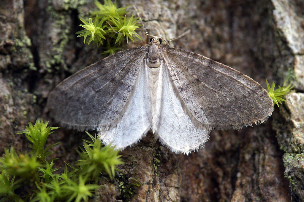 Operophtera Brumata