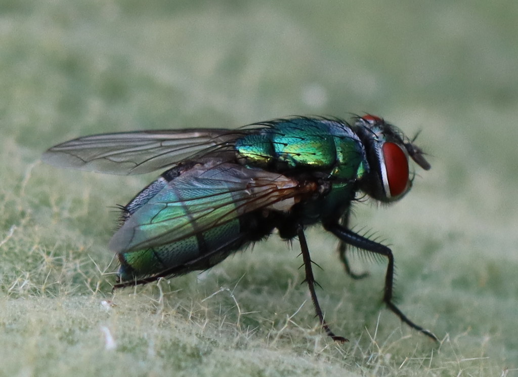 Lucilia Sericata