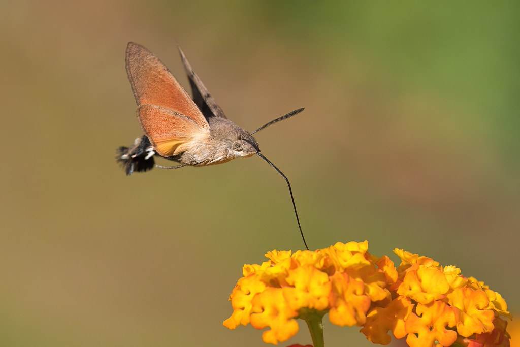 Macroglossum Stellatarum