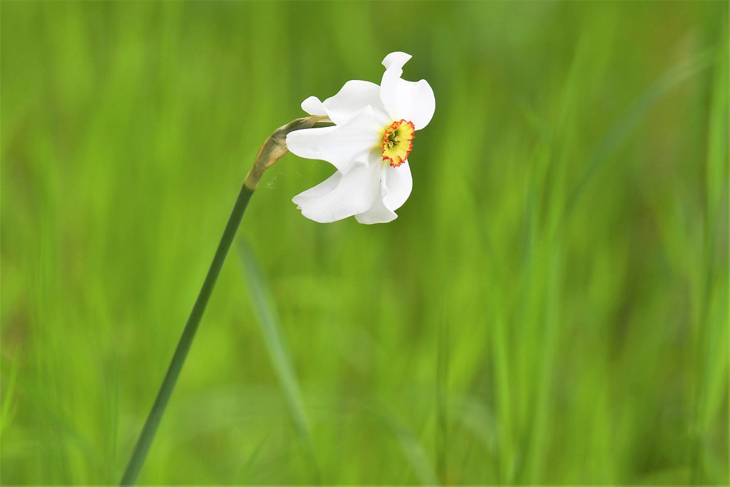 Narcissus Poeticus