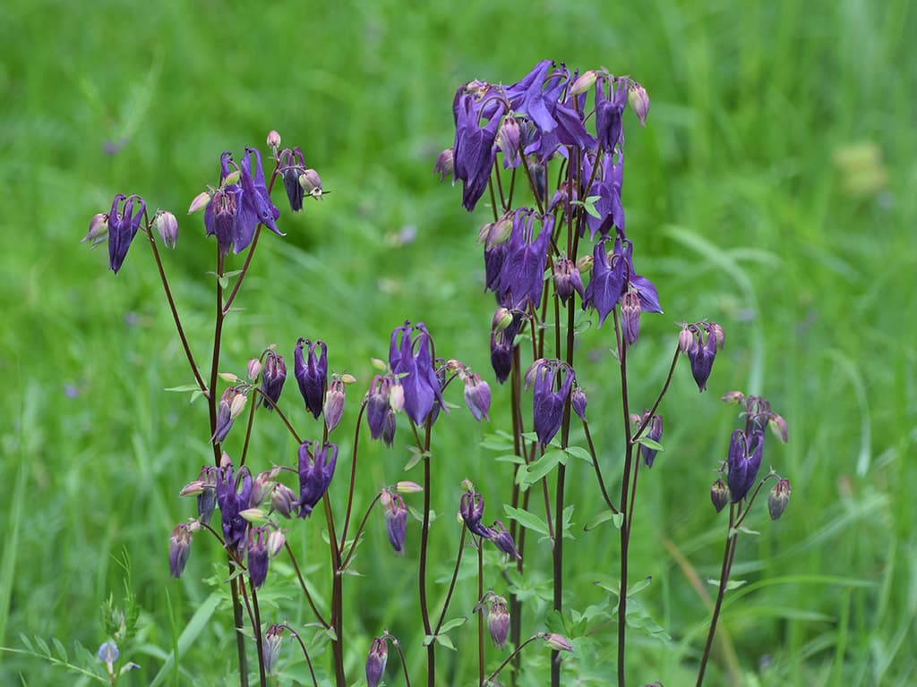 Gewöhnliche Akelei mit violetten Blüten im Habitat