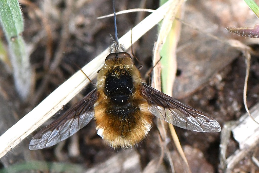 Bombylius Major