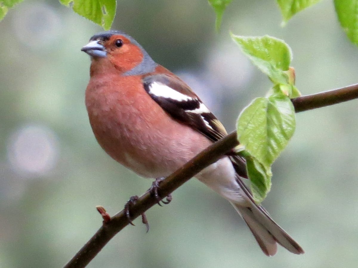 Buchfink Männchen auf Ast mit grünem Laub