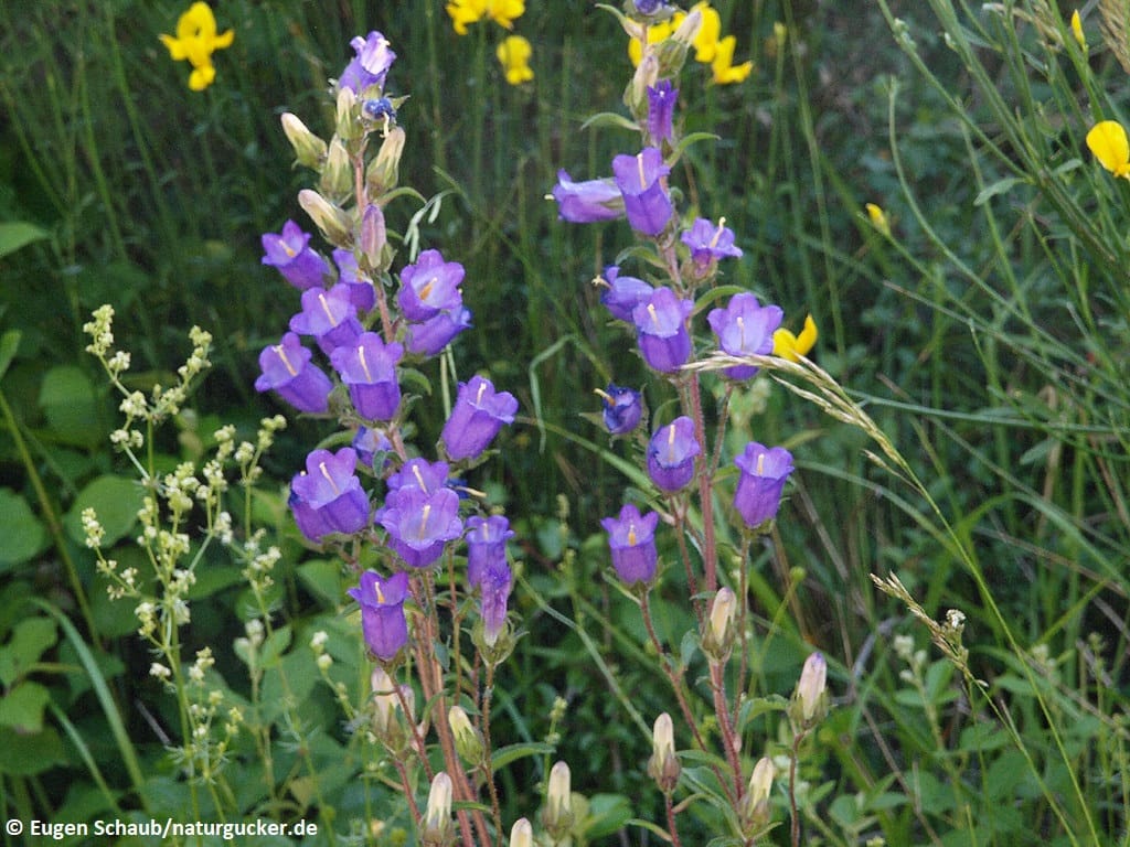 Marien-Glockenblume mit violetten Blüten im Wildkrautbestand