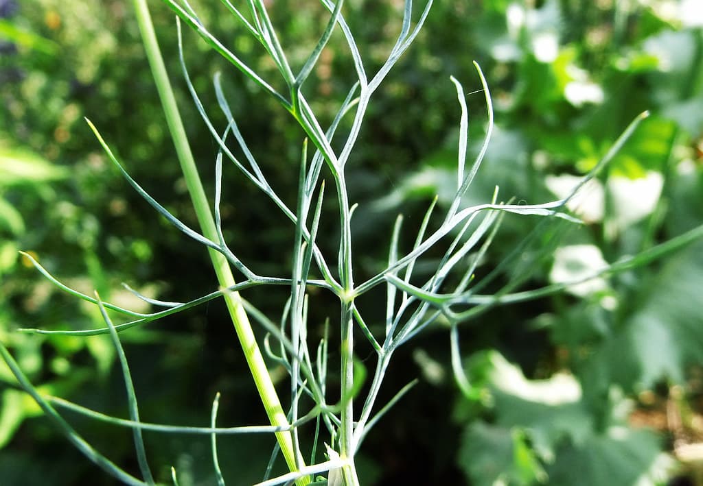 Dill Blatt
