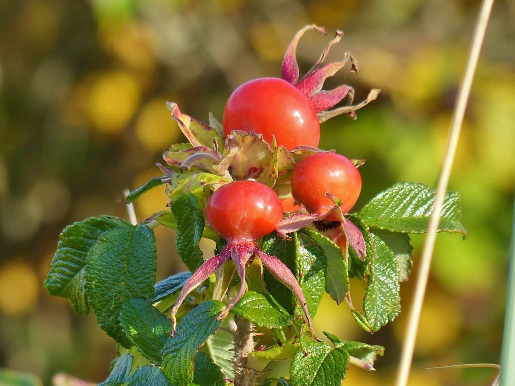 Kartoffel Rose Frucht