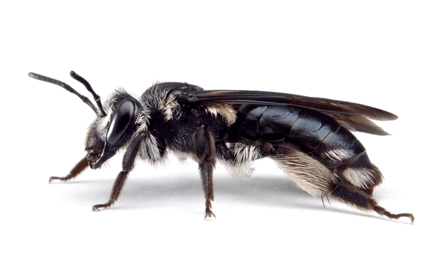 Andrena Agilissima