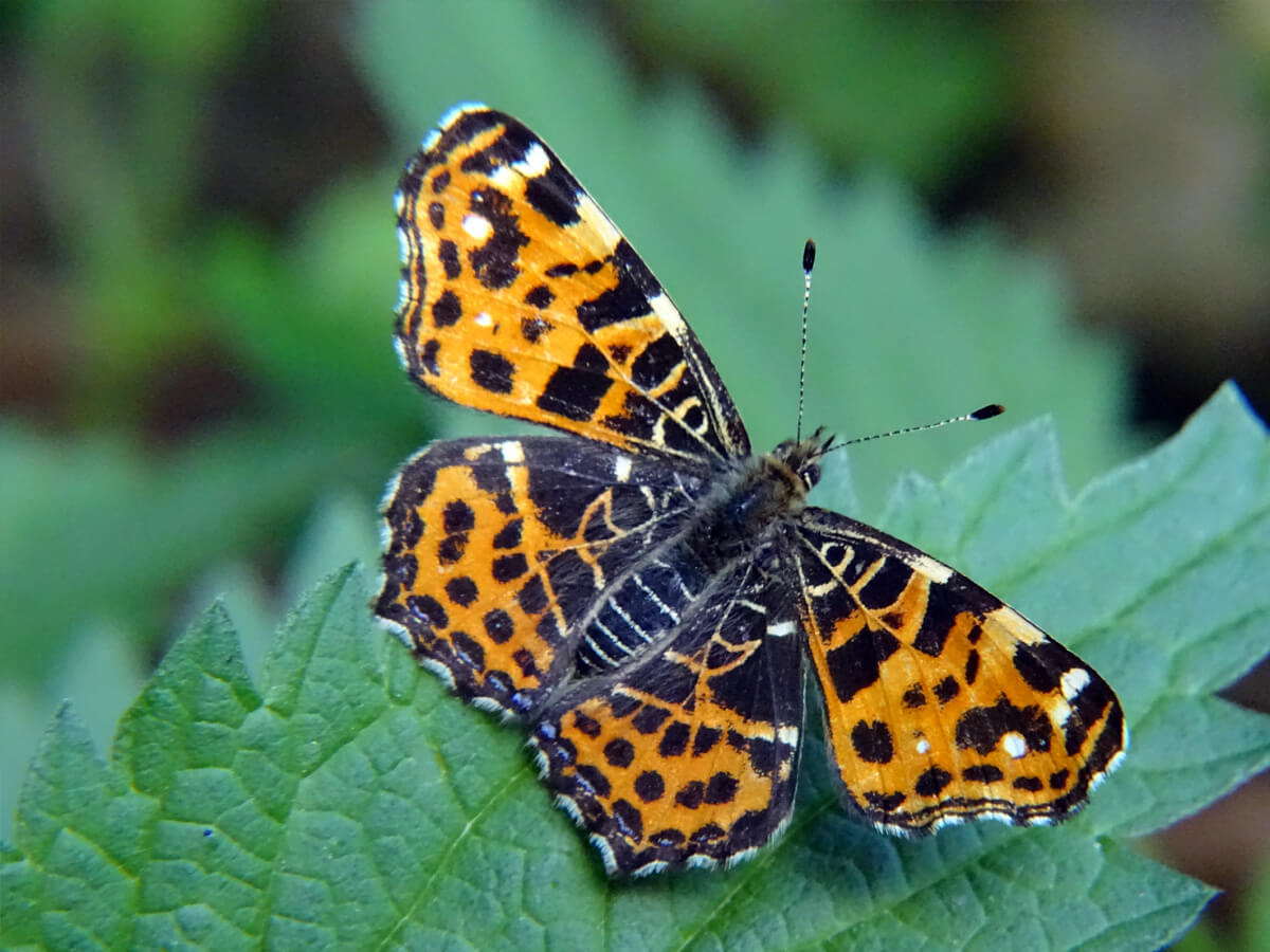 Landkärtchen Schmetterling auf grünem Blatt