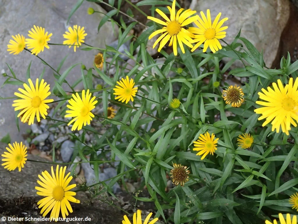 Weidenblättriges Ochsenauge in voller Blüte