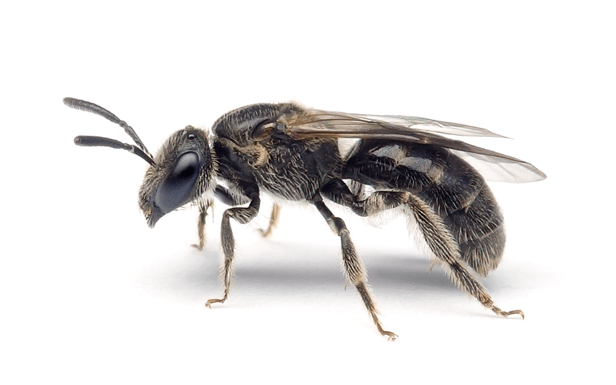 Lasioglossum Parvulum