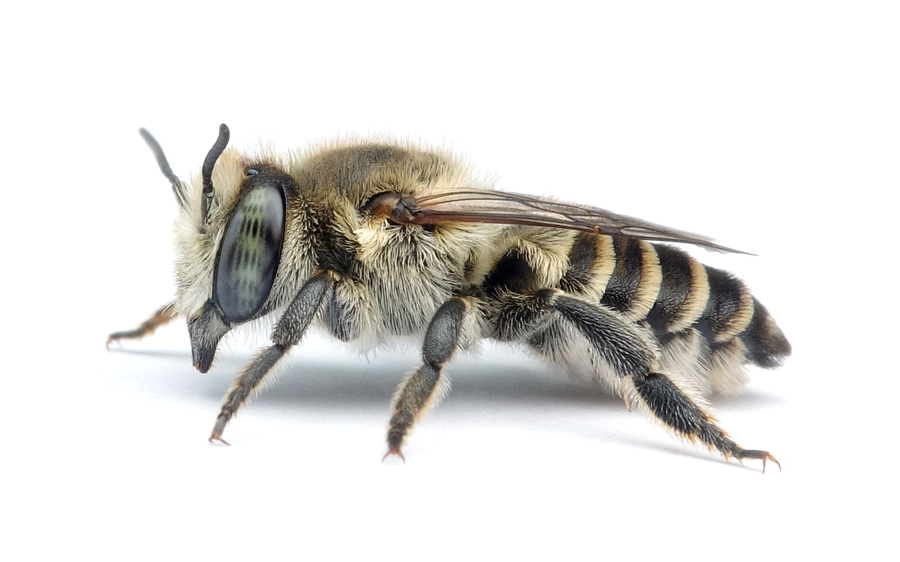 Megachile leachella