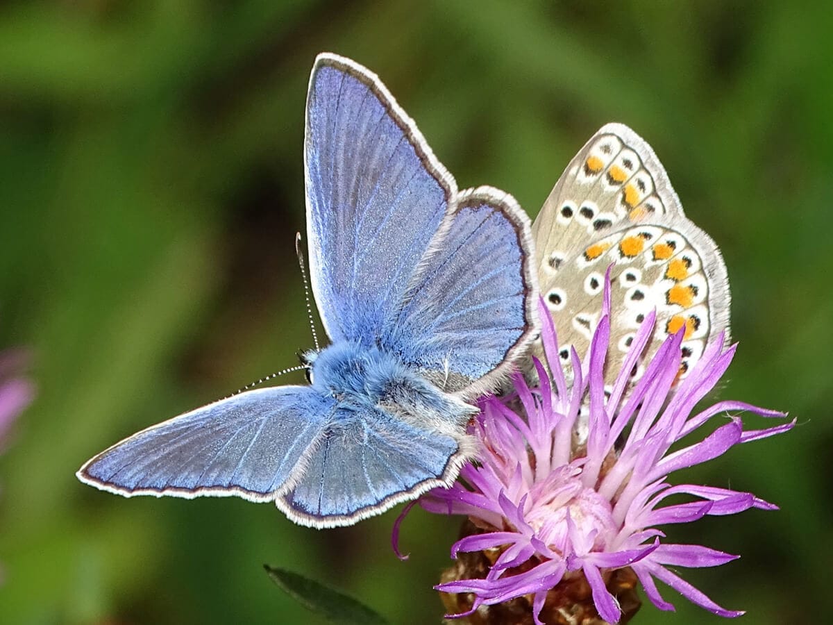 Hauhechel-Bläuling auf violetter Blüte