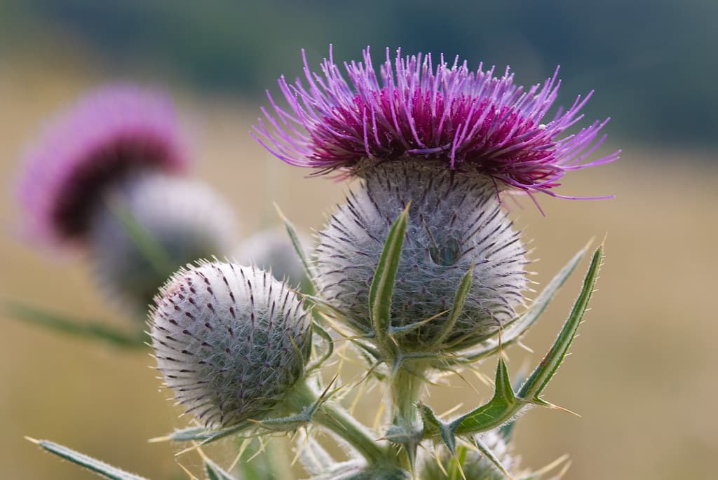 Wollköpfige Kratzdistel in Blüte