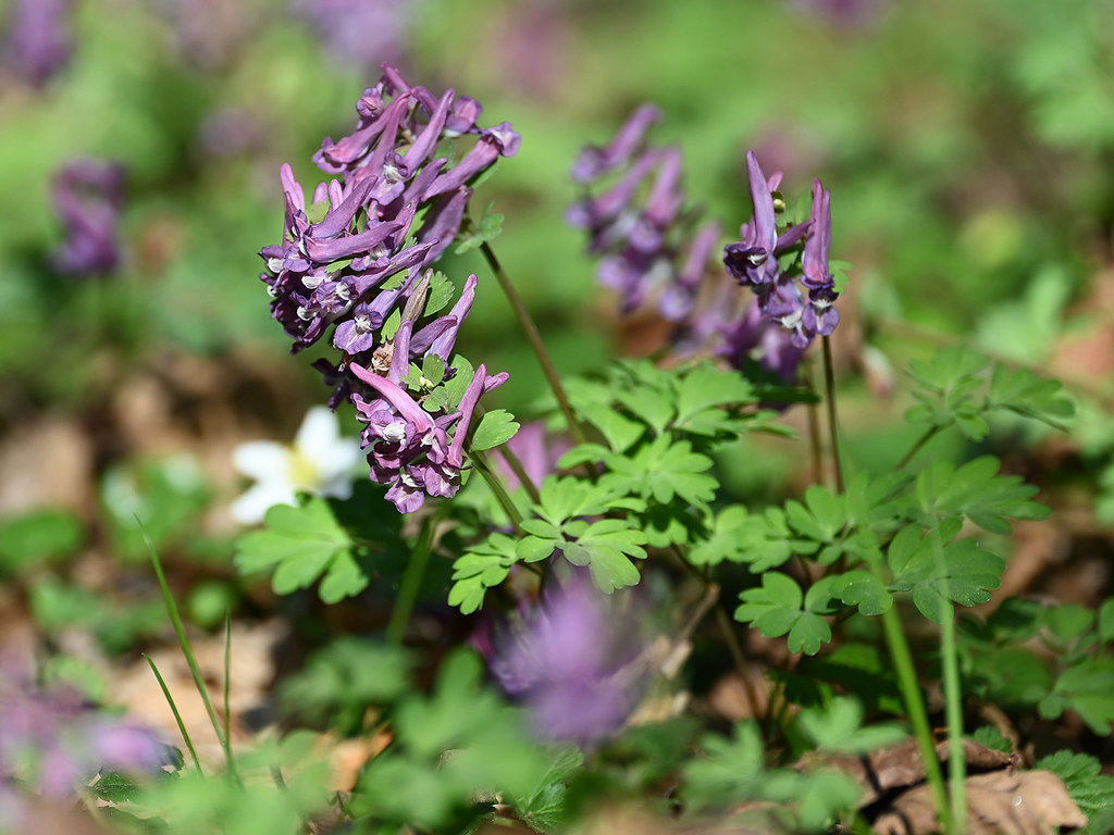 Corydalis Solida
