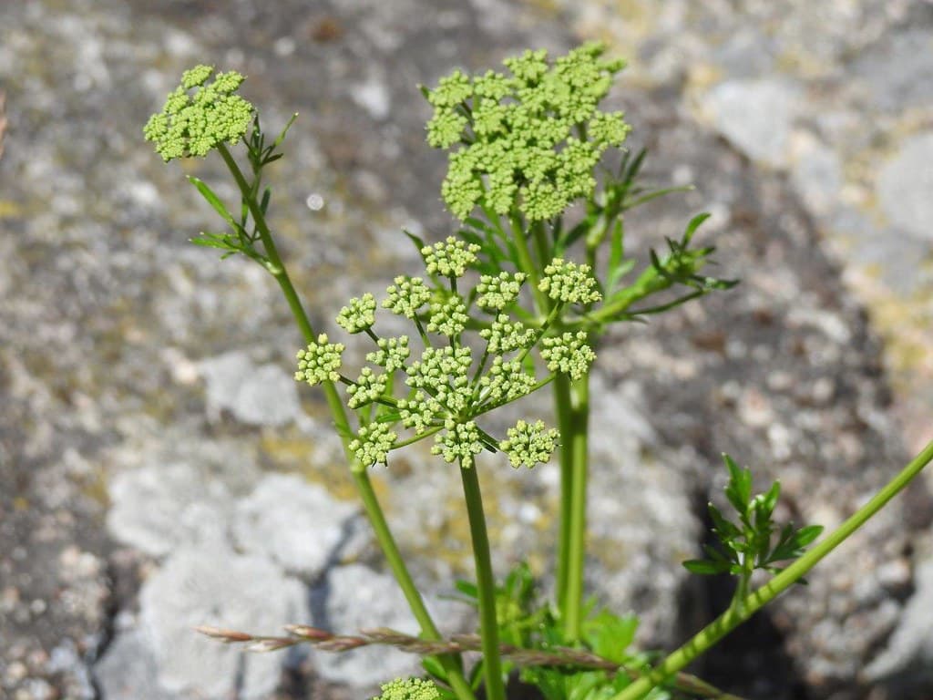 Petersilie in Blüte mit grünen Doldenblüten