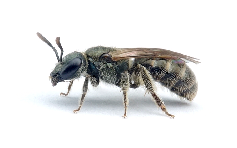 Lasioglossum leucopus