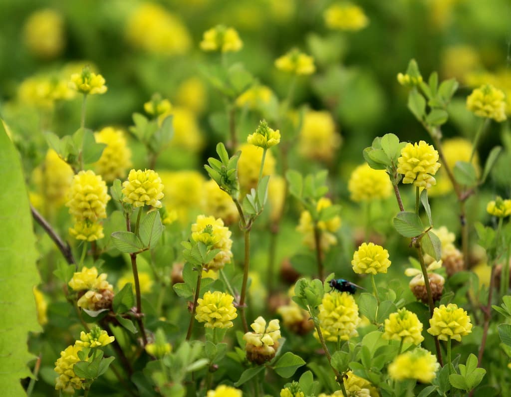 Feld-Klee mit gelben Blütenköpfchen in voller Blüte