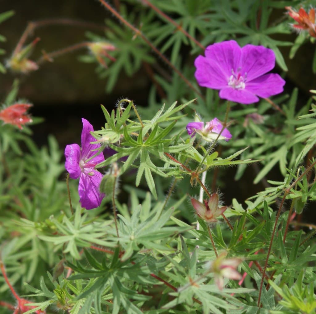 Blutroter Storchschnabel mit magentafarbenen Blüten